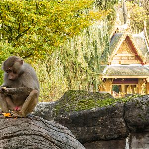 Baboon at Hagenbeck