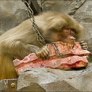 Baboon at Hagenbeck