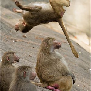 Baboon at Hagenbeck