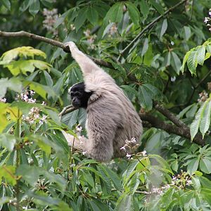 Pileated Gibbon