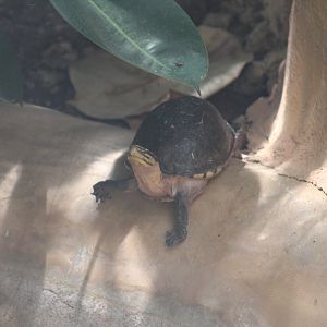 Southeast Asian Box Turtle