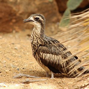 Bush Thick-Knee