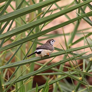 Double-Barred Finch