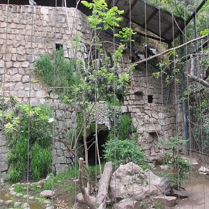 large bird of prey aviary