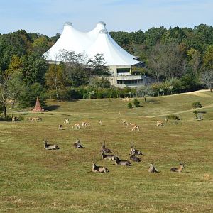 Watani Grasslands Reserve - Defassa Waterbuck and Thompson's Gazelle
