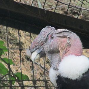 andean condor