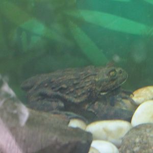 chilean water toad