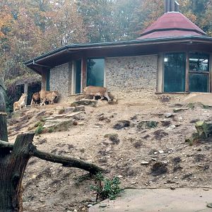 Lion house and enclosure, October 2016