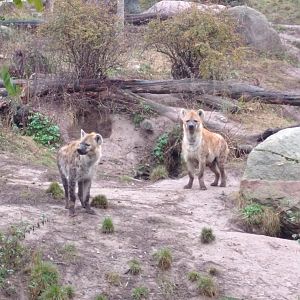 Hyena enclosure