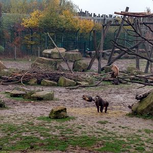 Drill, Diana monkey and Forest buffalo enclosure October 2016