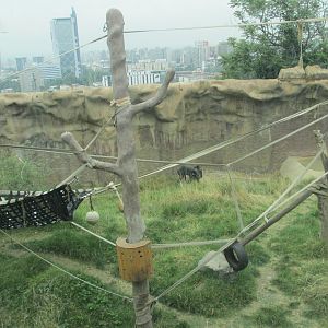 chimpanzee exhibit santiago zoo