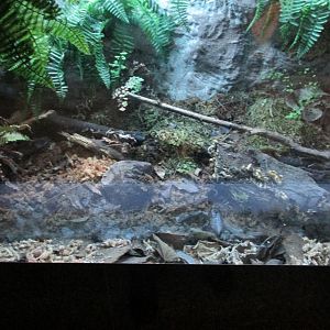 darwin frog exhibit