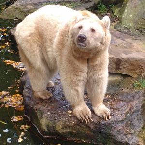Syrian brown bear Oct 2016