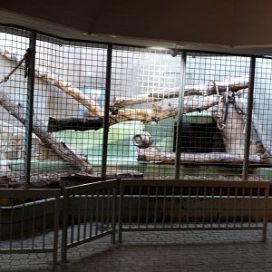 Indoor enclosure Syrian brown bear