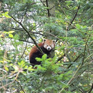 New red panda