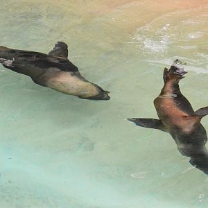 Male and female Patagonian sea lions together
