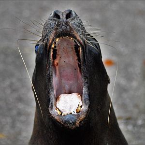 Female Patagonian sea lion