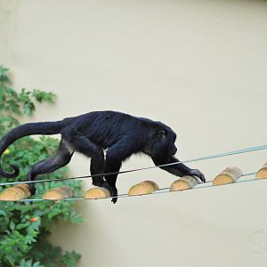 Howler monkey