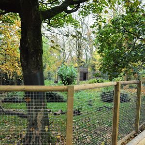 Giant anteater enclosure