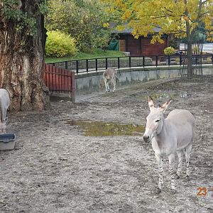 Warsaw Zoo 23.10.16