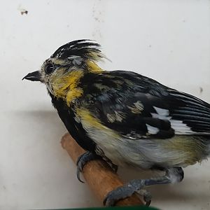 20161029_142334 Yellow-cheeked tit