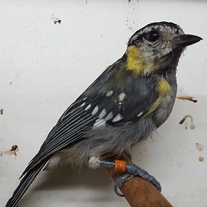 20161029_142336 Yellow--cheeked tit
