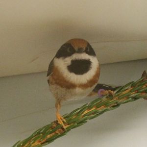 Black-throated Bushtit