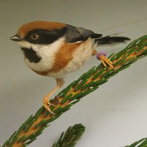 Black-throated Bushtit