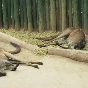 red kangaroos