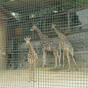 reticulated giraffes