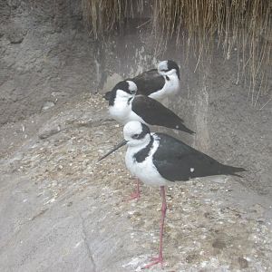 black necked stilts