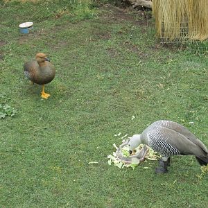 upland goose female and male