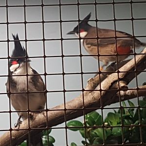 Red-whiskered bulbuls