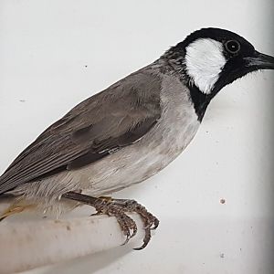 White-eared bulbul