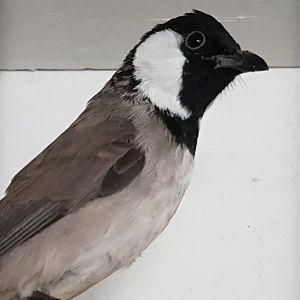 White-eared bulbul