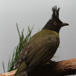 Black-crested bulbul - Pycnonotus flaviventris
