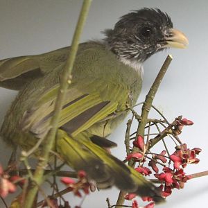 IMG_5977 Collared finchbill