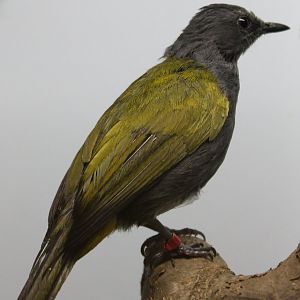 Grey-bellied bulbul - Pycnonotus cyaniventris