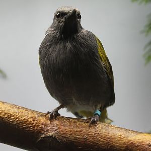 Grey-bellied bulbul - Pycnonotus cyaniventris