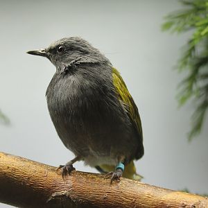 Grey-bellied bulbul - Pycnonotus cyaniventris