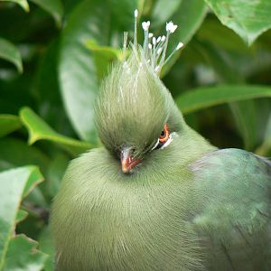 Schalow's Turaco - 26 October 2016