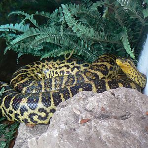 Yellow Anaconda - 26 October 2016
