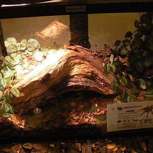 Chilean Rose Tarantula Exhibit - 26 October 2016