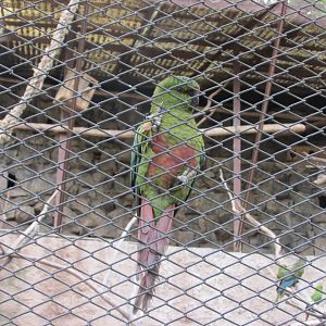 austral parakeet aka austral conure