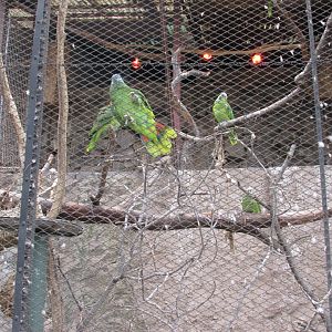 blue fronted parrots