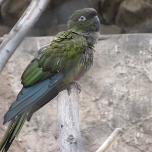 patagonian conure