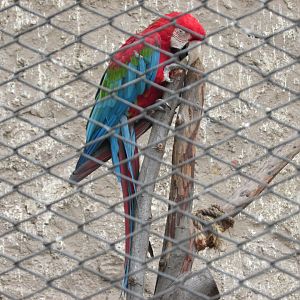 green winged macaw