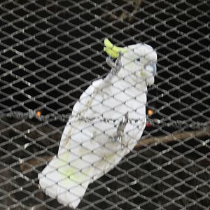 cockatoo