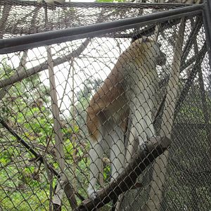 patas monkey