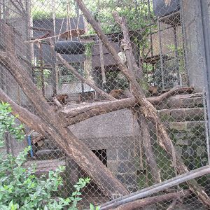 brown capuchin monkeys in exhibit